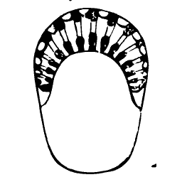 Barred shell outline