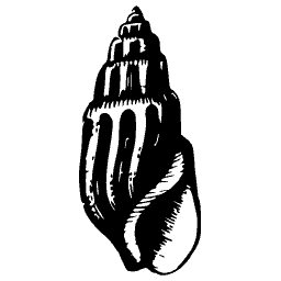 Ribbed spire shell 06
