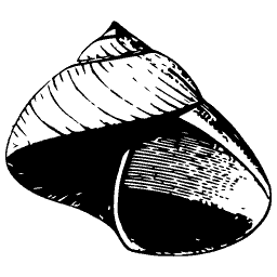 Banded top shell 02