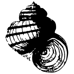 Banded top shell 03