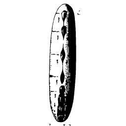 Slim shell outline