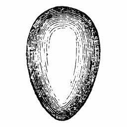 Oval mould 01