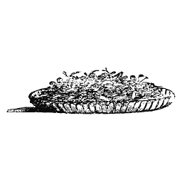 Open tart 02