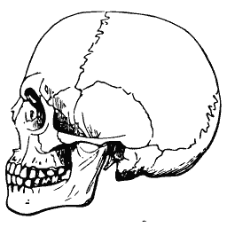 Human skull in profile