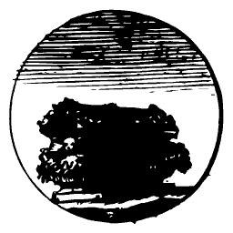 Dense dark hedge