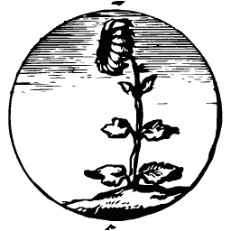 Stem with a single bud