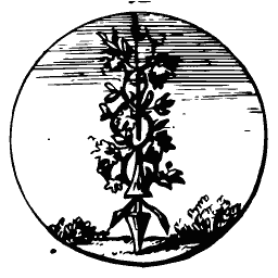 Plant twined round a spear