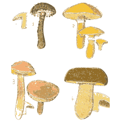 Bolete mushrooms - Atlas des Champignons Comestibles et Veneneux - 1895