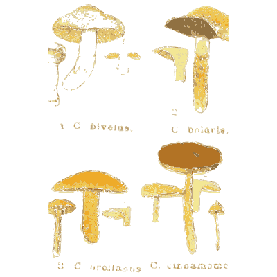 Cortinarius mushrooms - Atlas des Champignons Comestibles et Veneneux - 1895