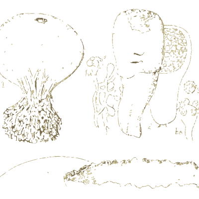 Puffball and earthball fungi - Atlas des Champignons Comestibles et Veneneux - 1895