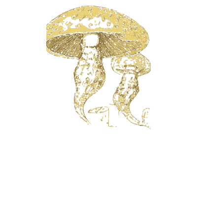Shaggy scalycap mushrooms - Atlas des Champignons Comestibles et Veneneux - 1895