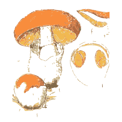 Fly agaric and caesar's mushroom - Atlas des Champignons Comestibles et Veneneux - 1895