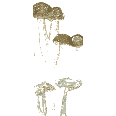 Tricholoma mushrooms - Atlas des Champignons Comestibles et Veneneux - 1895