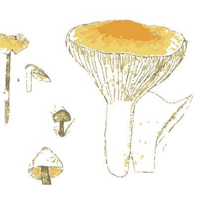 Waxcap mushrooms 01 - Atlas des Champignons Comestibles et Veneneux - 1895