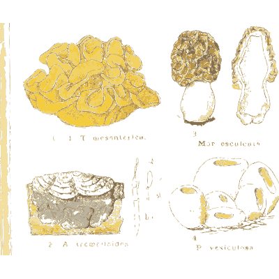 Jelly fungus and morel - Atlas des Champignons Comestibles et Veneneux - 1895