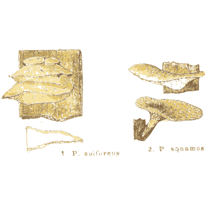 Bracket fungi on wood - Atlas des Champignons Comestibles et Veneneux - 1895