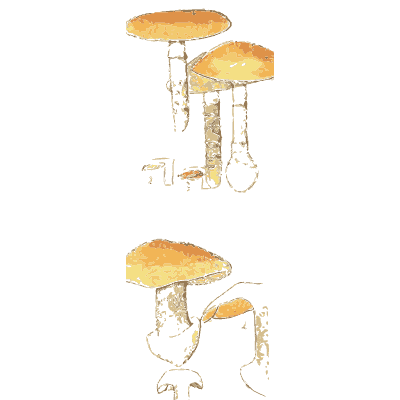 Webcap mushrooms 01 - Atlas des Champignons Comestibles et Veneneux - 1895