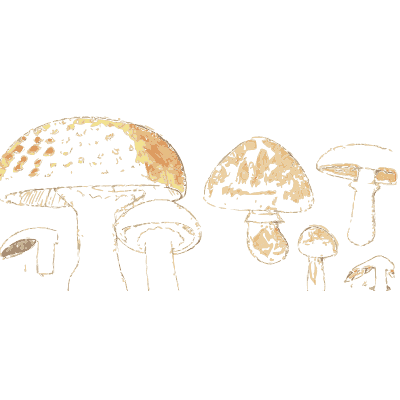 Field mushrooms - Atlas des Champignons Comestibles et Veneneux - 1895