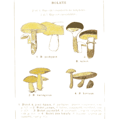 Boletes with swollen stems - Atlas des Champignons Comestibles et Veneneux - 1895