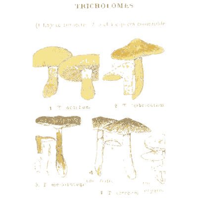 Knight mushrooms - Atlas des Champignons Comestibles et Veneneux - 1895