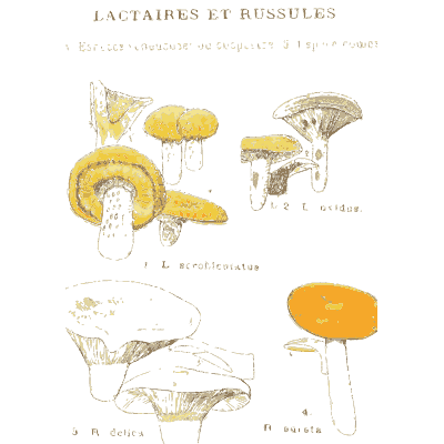Milkcap and brittlegill mushrooms - Atlas des Champignons Comestibles et Veneneux - 1895