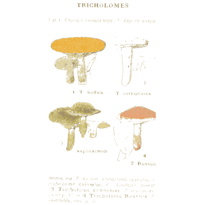 Wood blewit and tricholomas - Atlas des Champignons Comestibles et Veneneux - 1895