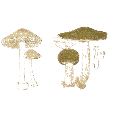 Volvaria and pluteus mushrooms - Atlas des Champignons Comestibles et Veneneux - 1895