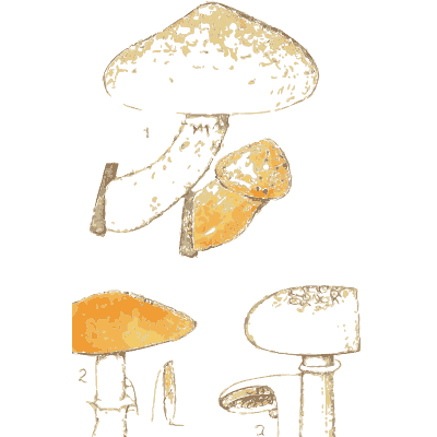 Pholiota mushrooms - Atlas des Champignons Comestibles et Veneneux - 1895