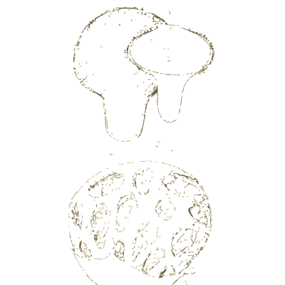 Puffball and stinkhorn fungi - Atlas des Champignons Comestibles et Veneneux - 1895