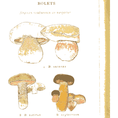 Devil's bolete mushrooms - Atlas des Champignons Comestibles et Veneneux - 1895