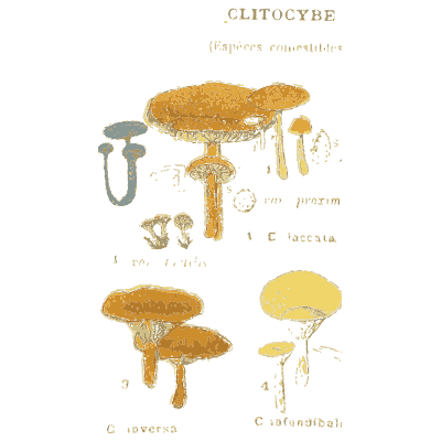 Funnel cap mushrooms - Atlas des Champignons Comestibles et Veneneux - 1895