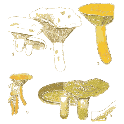 Milkcap mushrooms - Atlas des Champignons Comestibles et Veneneux - 1895