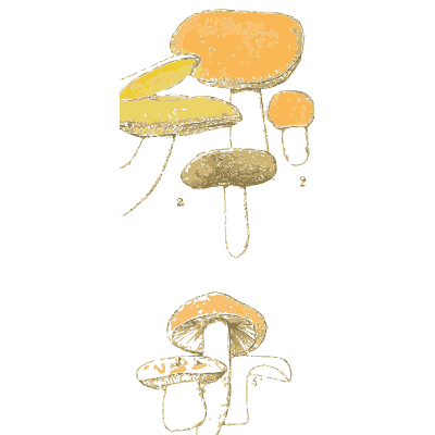Brittlegill mushrooms 01 - Atlas des Champignons Comestibles et Veneneux - 1895