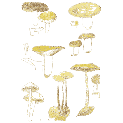 Brittlegills and fairy ring mushrooms - Atlas des Champignons Comestibles et Veneneux - 1895