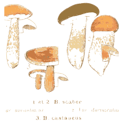 Birch bolete mushrooms - Atlas des Champignons Comestibles et Veneneux - 1895