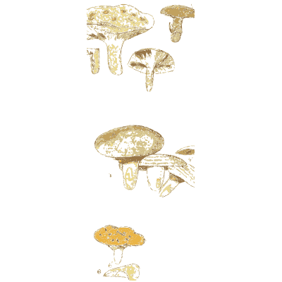Saffron milkcap mushrooms - Atlas des Champignons Comestibles et Veneneux - 1895