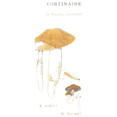 Tall webcap mushrooms - Atlas des Champignons Comestibles et Veneneux - 1895