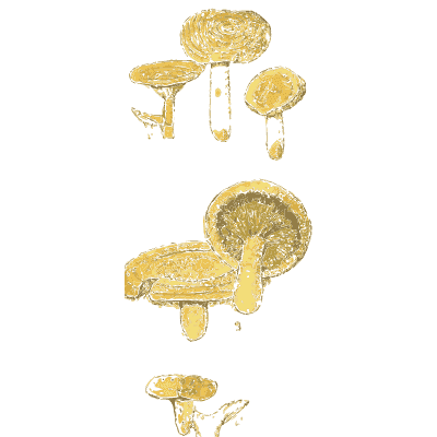 Milkcaps with funnelled caps - Atlas des Champignons Comestibles et Veneneux - 1895