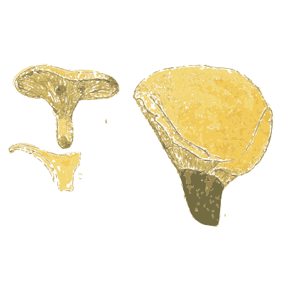 Hebeloma and roll rim mushrooms - Atlas des Champignons Comestibles et Veneneux - 1895