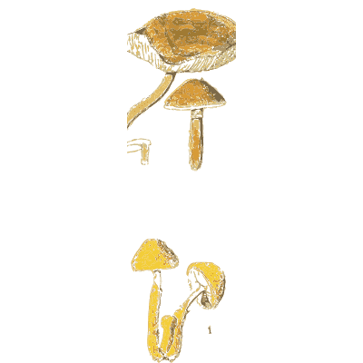 Dapperling mushrooms - Atlas des Champignons Comestibles et Veneneux - 1895