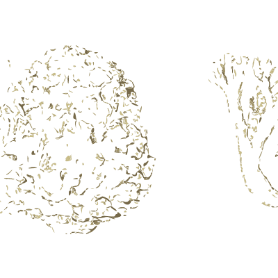 Cauliflower fungus and coral fungi - Atlas des Champignons Comestibles et Veneneux - 1895