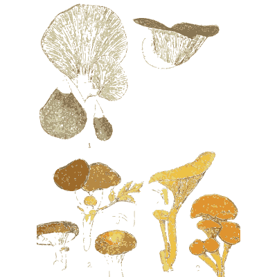 Oyster and king oyster mushrooms - Atlas des Champignons Comestibles et Veneneux - 1895