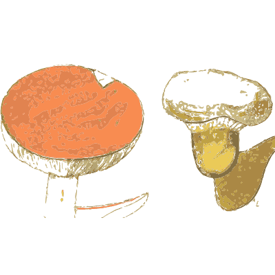 Sickener brittlegill mushrooms - Atlas des Champignons Comestibles et Veneneux - 1895