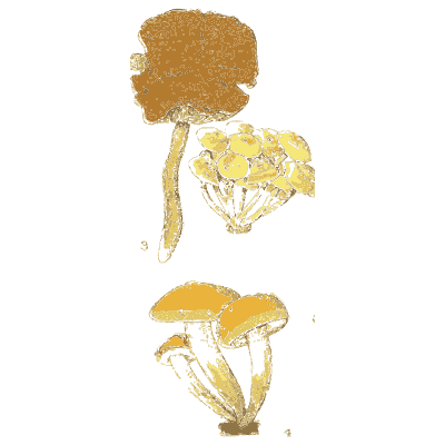 Sulphur tuft mushrooms - Atlas des Champignons Comestibles et Veneneux - 1895