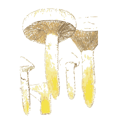 Spike cap and fibrecap mushrooms - Atlas des Champignons Comestibles et Veneneux - 1895