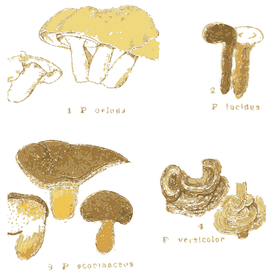 Polypore bracket fungi - Atlas des Champignons Comestibles et Veneneux - 1895