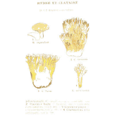 Hedgehog fungus and coral fungi - Atlas des Champignons Comestibles et Veneneux - 1895