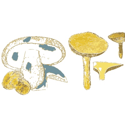 Blueing bolete mushrooms - Atlas des Champignons Comestibles et Veneneux - 1895