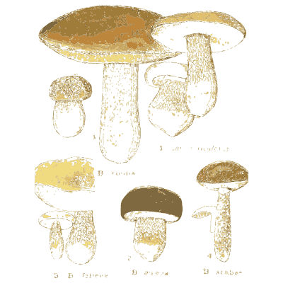Cep bolete mushrooms - Atlas des Champignons Comestibles et Veneneux - 1895