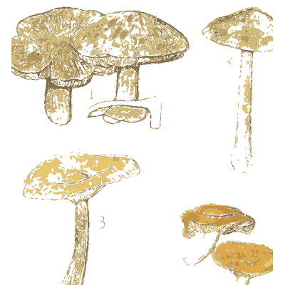 Clustered tricholoma mushrooms - Atlas des Champignons Comestibles et Veneneux - 1895